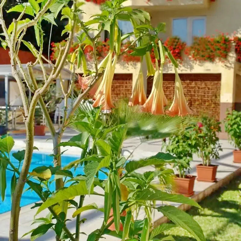 Miskolc Szállás | Turisztikai panzió (K0857-8) A kép szerzői jogvédelem alatt állhat. Javasolt a kapcsolatfelvétel a jog tulajdonossal.