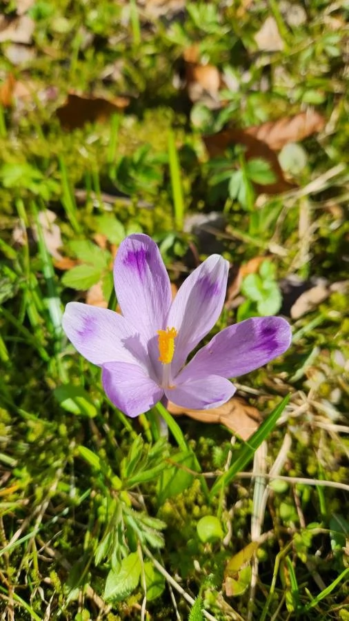 Szállás Valea Boga - Vila Iulius** | Boga Völgye - Iulius Vila** . A kép szerzői jogvédelem alatt állhat. Javasolt a kapcsolatfelvétel a jog tulajdonossal.