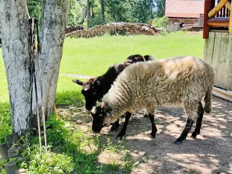 Băile Homorod Cazare | Pensiune (K0121-44) Imaginea poate fi supusă drepturilor de autor. Se recomandă contactarea titularului drepturilor.