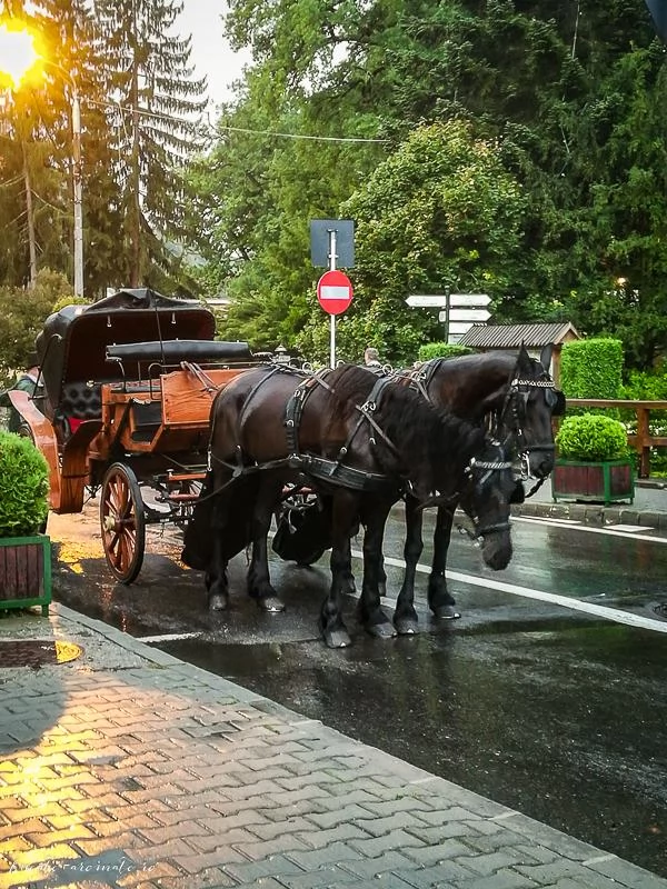 Cazare Praid - Cabana Dalia | Parajd - Dália Vendégház. Imaginea poate fi supusă drepturilor de autor. Se recomandă contactarea titularului drepturilor.