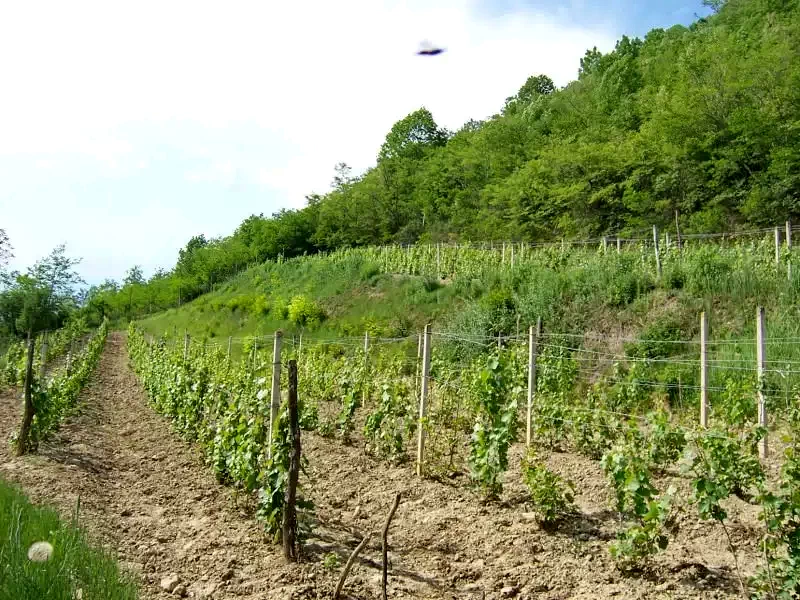 Szállás Călușeri - Pensiunea Akác *** | Székelykál - Akác Panzió ***. A kép szerzői jogvédelem alatt állhat. Javasolt a kapcsolatfelvétel a jog tulajdonossal.