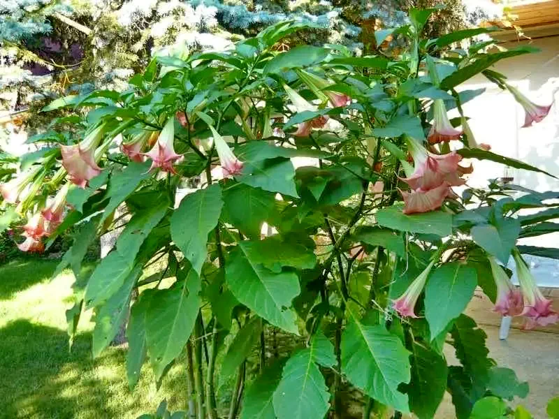 Hajdúszoboszló Szállás | Üdülőfalu (K0611-4) A kép szerzői jogvédelem alatt állhat. Javasolt a kapcsolatfelvétel a jog tulajdonossal.