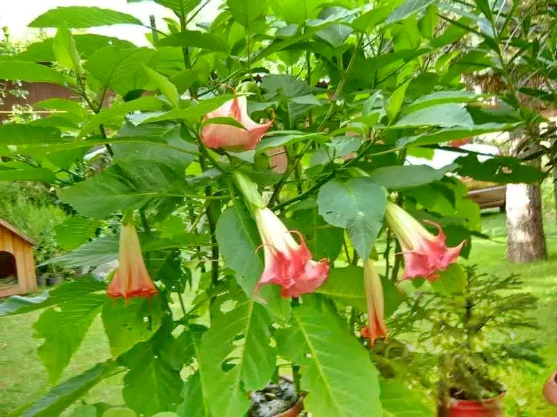  Cazare | Sat de vacanță (K0611-10) Imaginea poate fi supusă drepturilor de autor. Se recomandă contactarea titularului drepturilor.