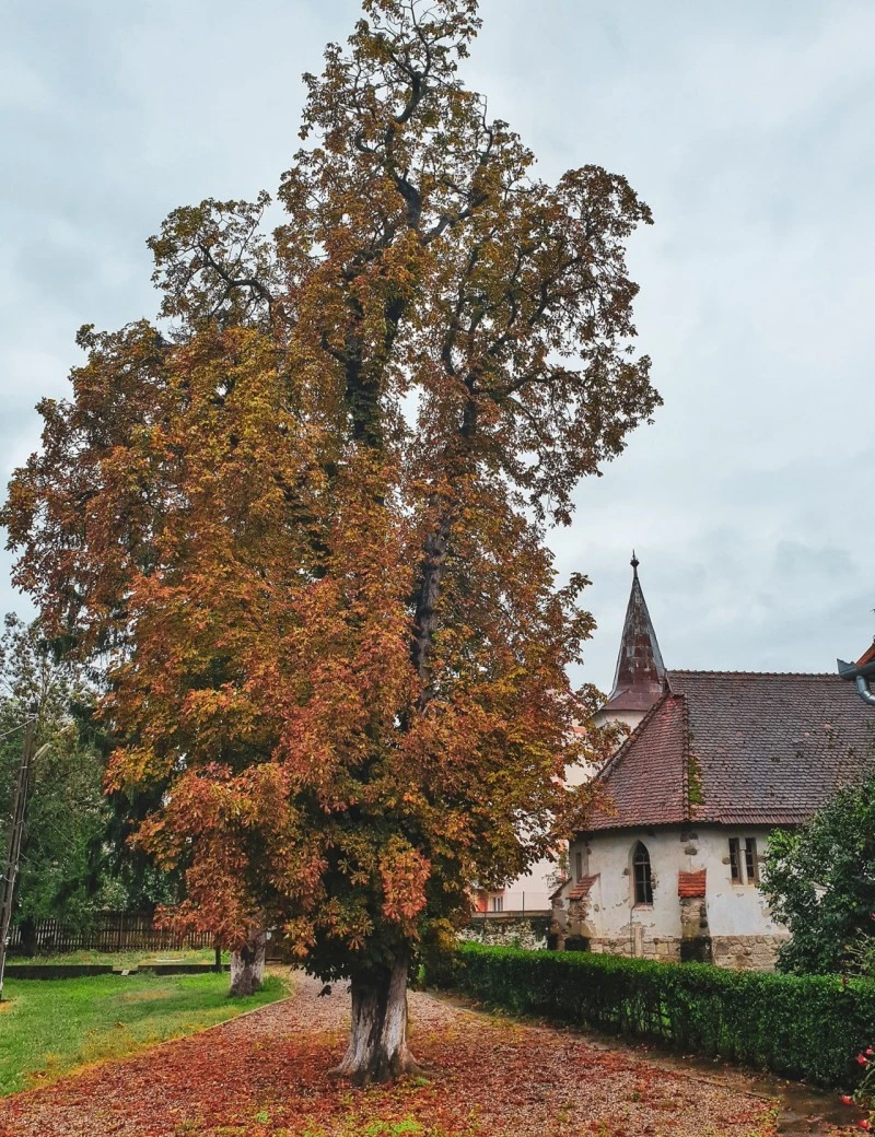 Algyógy Szállás | Turisztikai villa (K0115-24) A kép szerzői jogvédelem alatt állhat. Javasolt a kapcsolatfelvétel a jog tulajdonossal.