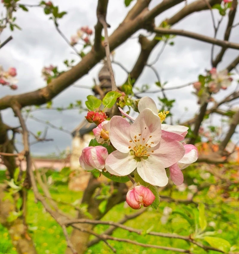 Geoagiu Cazare | Vilă turistică (K0115-30) Imaginea poate fi supusă drepturilor de autor. Se recomandă contactarea titularului drepturilor.