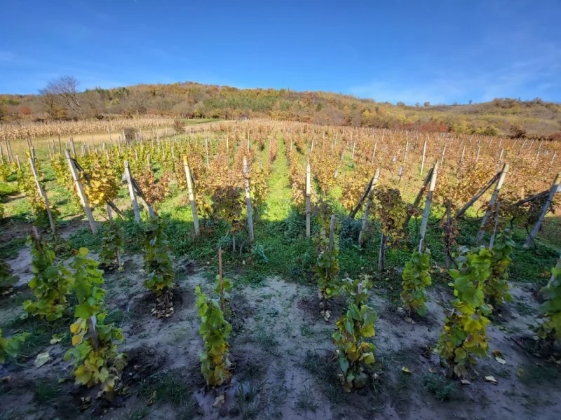 Balavásár Szállás | Turisztikai panzió (K1446-53) A kép szerzői jogvédelem alatt állhat. Javasolt a kapcsolatfelvétel a jog tulajdonossal.