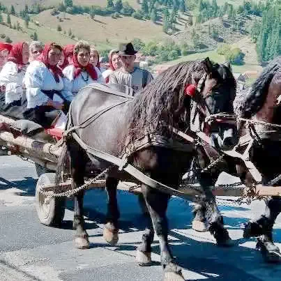 Lunca de Jos Cazare | Pensiune (K0929-13) Imaginea poate fi supusă drepturilor de autor. Se recomandă contactarea titularului drepturilor.