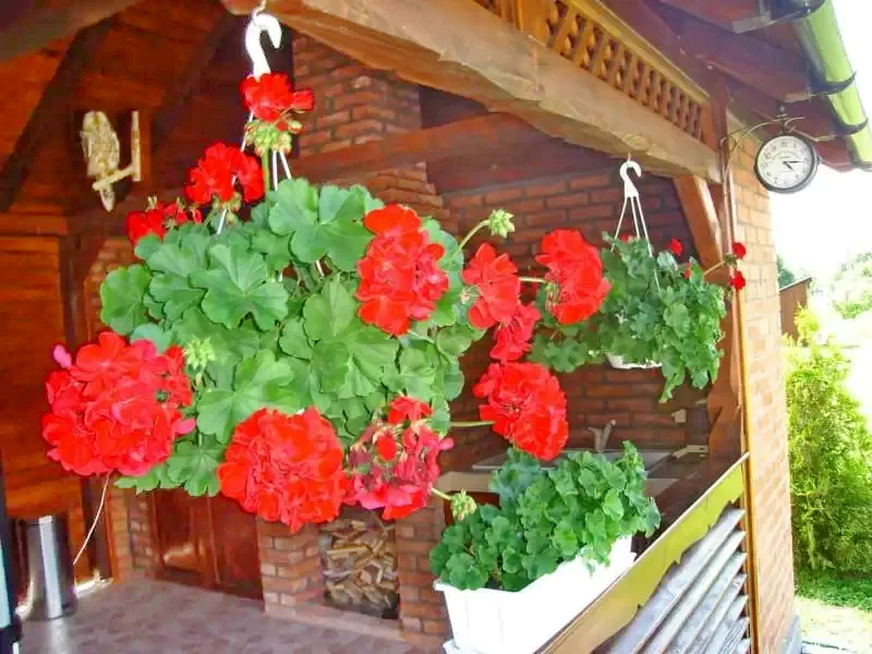 Sovata Cazare | Casă de oaspeți (K0226-13) Imaginea poate fi supusă drepturilor de autor. Se recomandă contactarea titularului drepturilor.