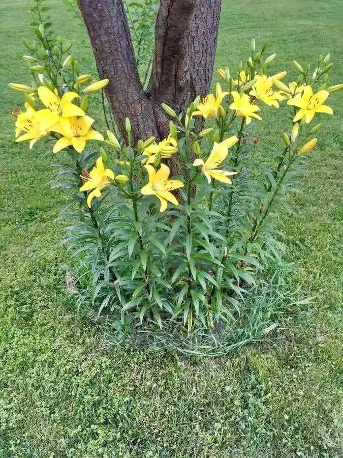 Ampoița Cazare | Cabana turistică (K1041-1) Imaginea poate fi supusă drepturilor de autor. Se recomandă contactarea titularului drepturilor.