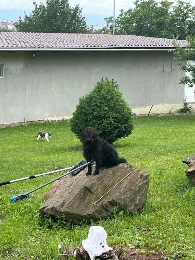 Sibiu Cazare | Pensiune (K0568-39) Imaginea poate fi supusă drepturilor de autor. Se recomandă contactarea titularului drepturilor.