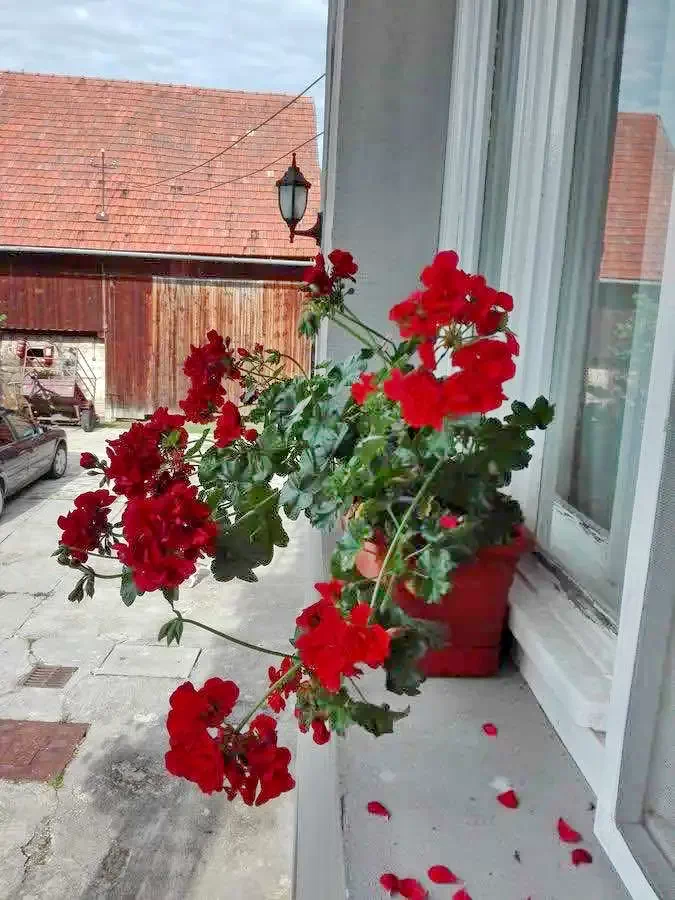 Körösfő Szállás | Hotel**** (K0987-33) A kép szerzői jogvédelem alatt állhat. Javasolt a kapcsolatfelvétel a jog tulajdonossal.