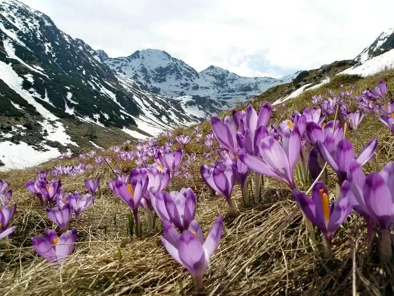 Brandusa de munte Brandusa de munte