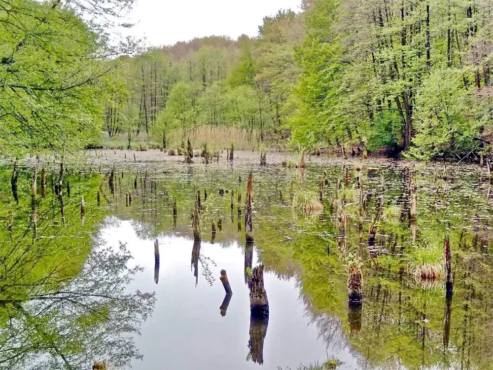 Cazare Lacu Roșu - Vila Vereskő*** | Gyilkos-tó - Vereskő Villa***. Imaginea poate fi supusă drepturilor de autor. Se recomandă contactarea titularului drepturilor.