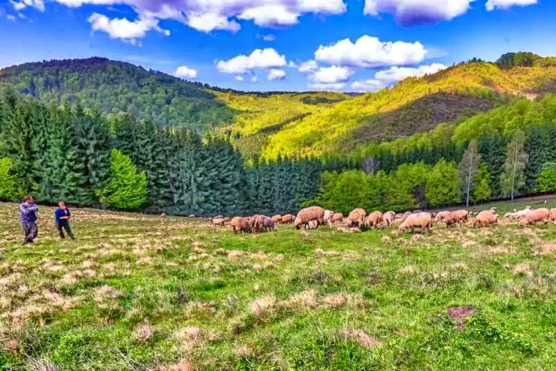 Bálványosfürdő Szállás | Vendégház (K0476-53) A kép szerzői jogvédelem alatt állhat. Javasolt a kapcsolatfelvétel a jog tulajdonossal.
