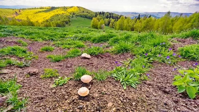 Băile Bálványos Cazare | Casă de oaspeți (K0476-54) Imaginea poate fi supusă drepturilor de autor. Se recomandă contactarea titularului drepturilor.