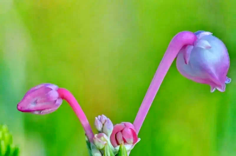 Băile Bálványos Cazare | Casă de oaspeți (K0476-60) Imaginea poate fi supusă drepturilor de autor. Se recomandă contactarea titularului drepturilor.