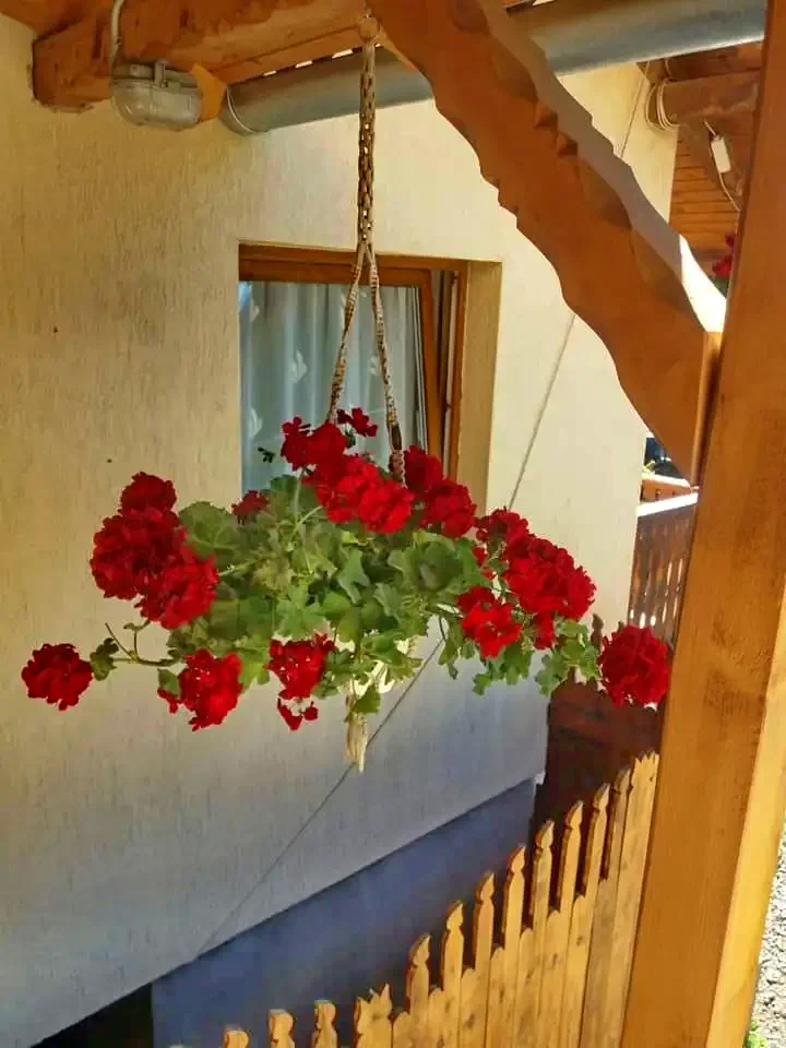 Szentegyháza Szállás | Motel (K1368-5) A kép szerzői jogvédelem alatt állhat. Javasolt a kapcsolatfelvétel a jog tulajdonossal.