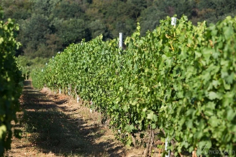 Nagyenyed Szállás | Motel (K1534-48) A kép szerzői jogvédelem alatt állhat. Javasolt a kapcsolatfelvétel a jog tulajdonossal.