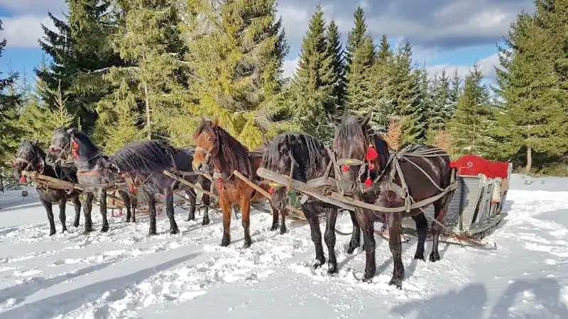 Lunca de Jos Cazare | Motel (K0929-25) Imaginea poate fi supusă drepturilor de autor. Se recomandă contactarea titularului drepturilor.