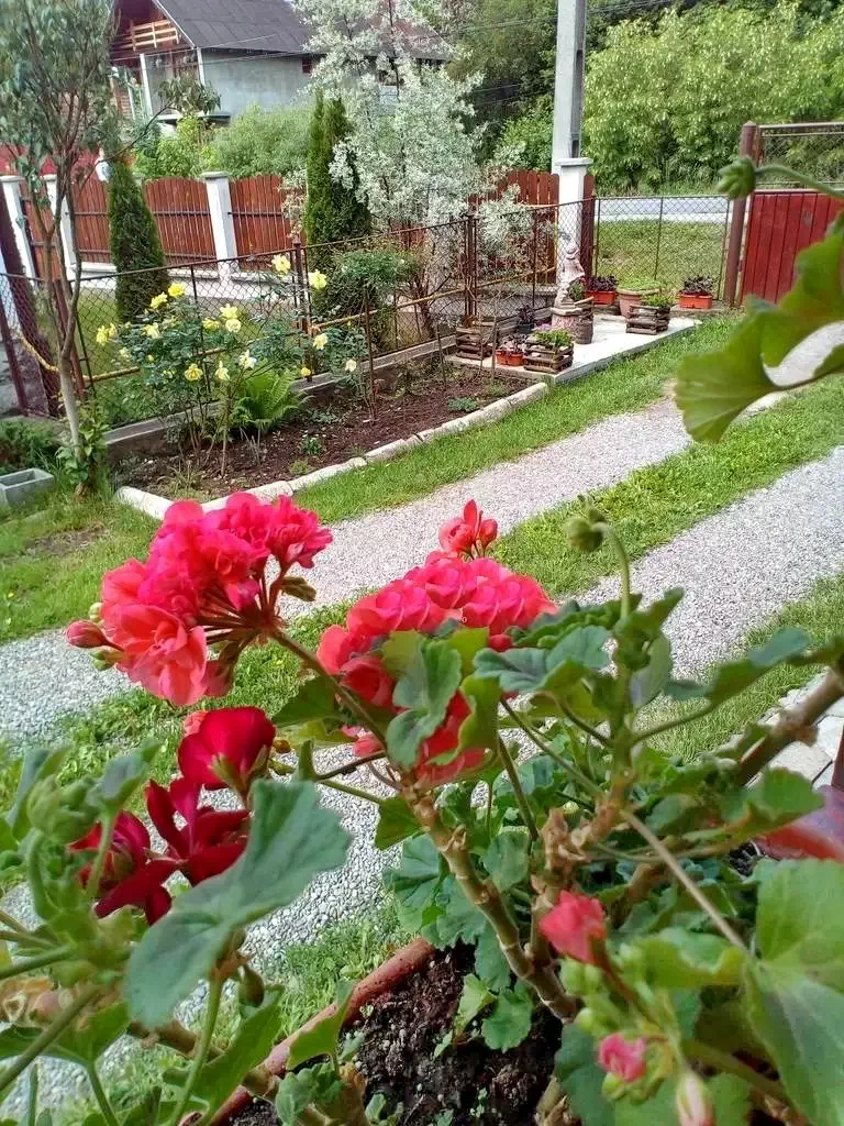 Szállás Sovata - Casa Hajdu** | Szováta - Hajdú Kulcsosház**. A kép szerzői jogvédelem alatt állhat. Javasolt a kapcsolatfelvétel a jog tulajdonossal.