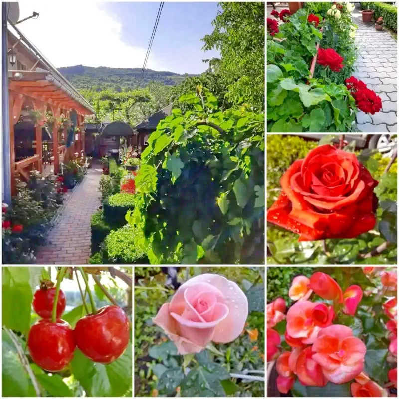 Zetea Cazare | Motel (K1387-6) Imaginea poate fi supusă drepturilor de autor. Se recomandă contactarea titularului drepturilor.