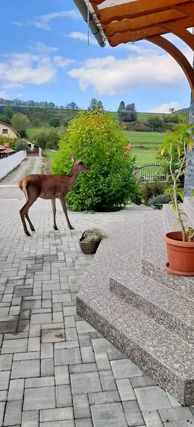 Zetelaka Szállás | Motel (K1387-19) A kép szerzői jogvédelem alatt állhat. Javasolt a kapcsolatfelvétel a jog tulajdonossal.