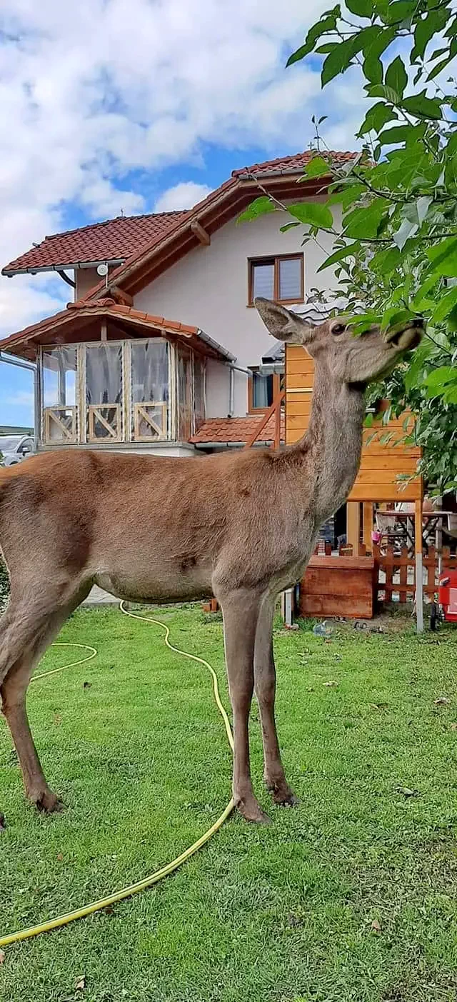 Zetelaka Szállás | Motel (K1387-36) A kép szerzői jogvédelem alatt állhat. Javasolt a kapcsolatfelvétel a jog tulajdonossal.