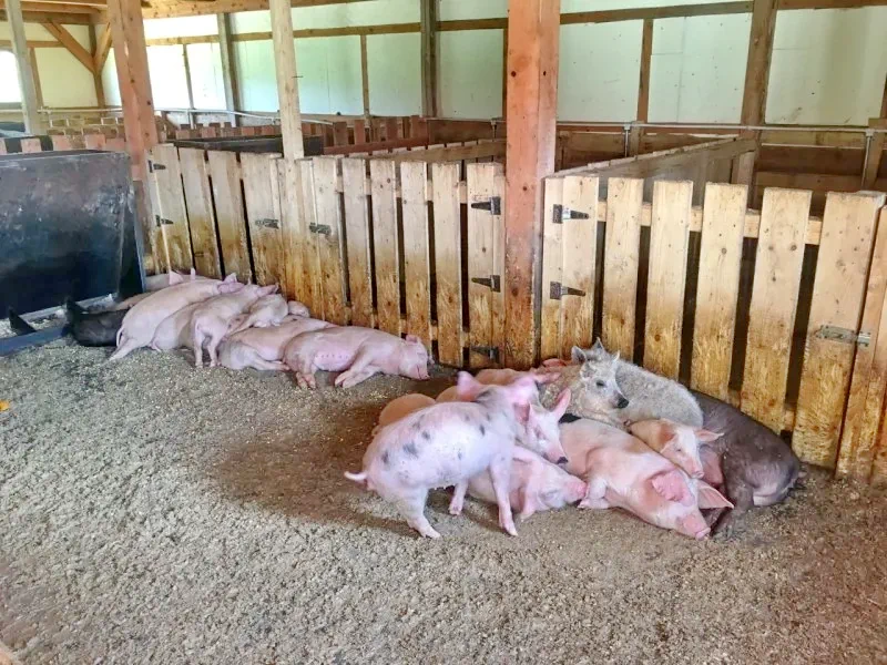 Kolibica Szállás | Turisztikai panzió (K1436-66) A kép szerzői jogvédelem alatt állhat. Javasolt a kapcsolatfelvétel a jog tulajdonossal.