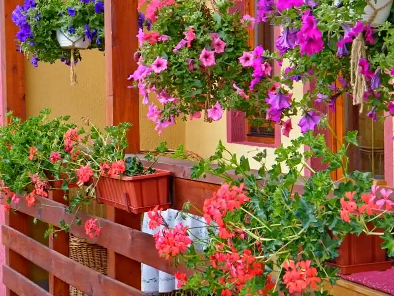 Szállás Izvoru Mureșului - Pensiunea Gentiana*** | Marosfő - Gentiana Panzió***. A kép szerzői jogvédelem alatt állhat. Javasolt a kapcsolatfelvétel a jog tulajdonossal.