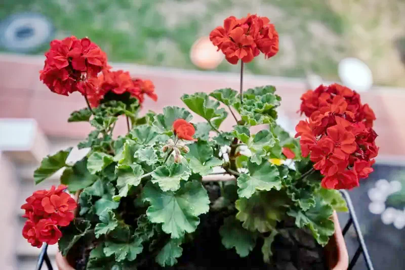 Sic Cazare | Motel (K1379-5) Imaginea poate fi supusă drepturilor de autor. Se recomandă contactarea titularului drepturilor.