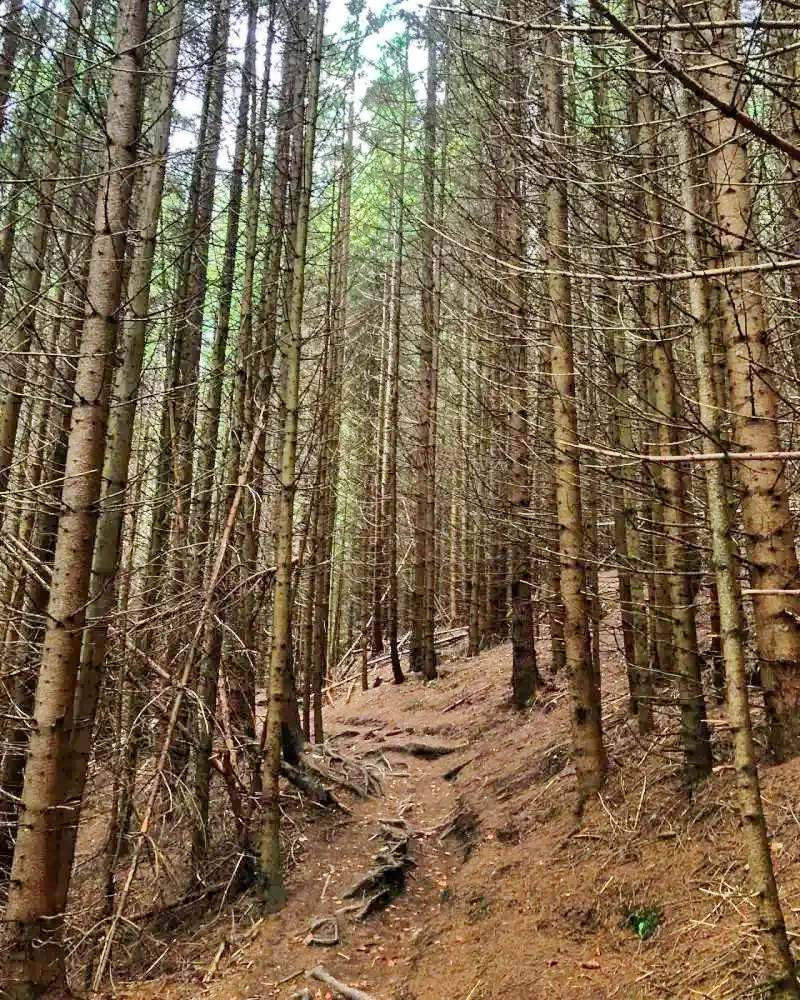 Lunca de Jos Cazare | Motel (K1262-52) Imaginea poate fi supusă drepturilor de autor. Se recomandă contactarea titularului drepturilor.