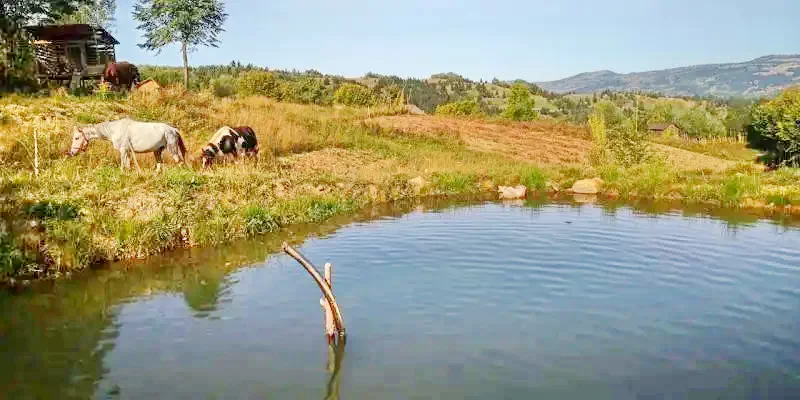 Borșa Cazare | Motel (K1227-23) Imaginea poate fi supusă drepturilor de autor. Se recomandă contactarea titularului drepturilor.