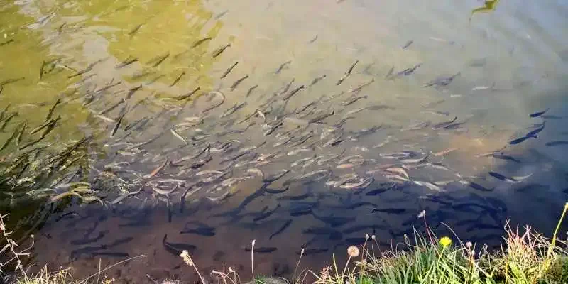 Borșa Cazare | Motel (K1227-24) Imaginea poate fi supusă drepturilor de autor. Se recomandă contactarea titularului drepturilor.