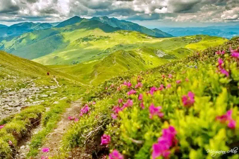 Borșa Cazare | Motel (K1227-33) Imaginea poate fi supusă drepturilor de autor. Se recomandă contactarea titularului drepturilor.