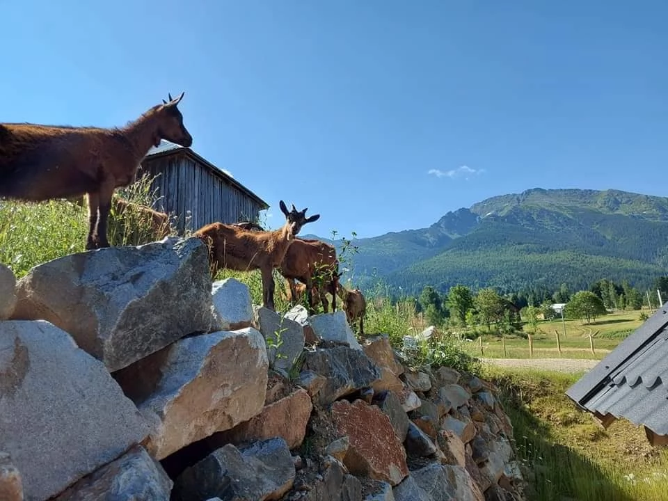 Borșa Cazare | Motel (K1227-46) Imaginea poate fi supusă drepturilor de autor. Se recomandă contactarea titularului drepturilor.