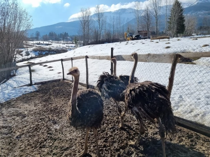 Borșa Cazare | Motel (K1227-48) Imaginea poate fi supusă drepturilor de autor. Se recomandă contactarea titularului drepturilor.