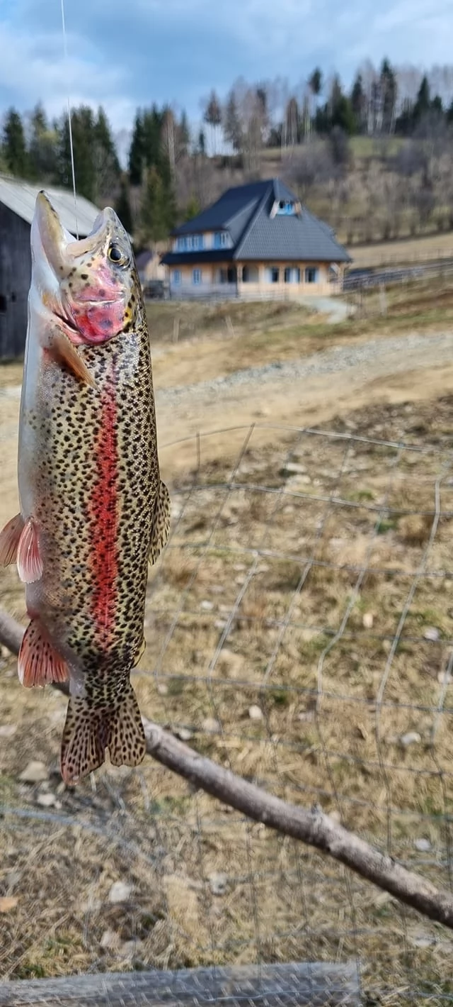 Borșa Cazare | Motel (K1227-51) Imaginea poate fi supusă drepturilor de autor. Se recomandă contactarea titularului drepturilor.