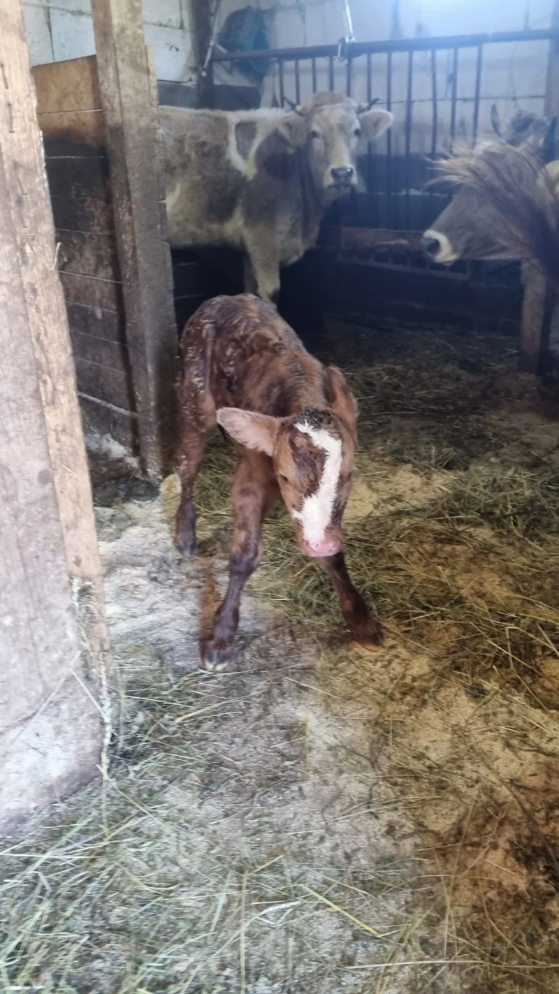 Borșa Cazare | Motel (K1227-52) Imaginea poate fi supusă drepturilor de autor. Se recomandă contactarea titularului drepturilor.