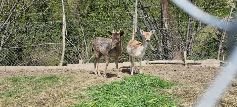 Borșa Cazare | Motel (K1227-53) Imaginea poate fi supusă drepturilor de autor. Se recomandă contactarea titularului drepturilor.