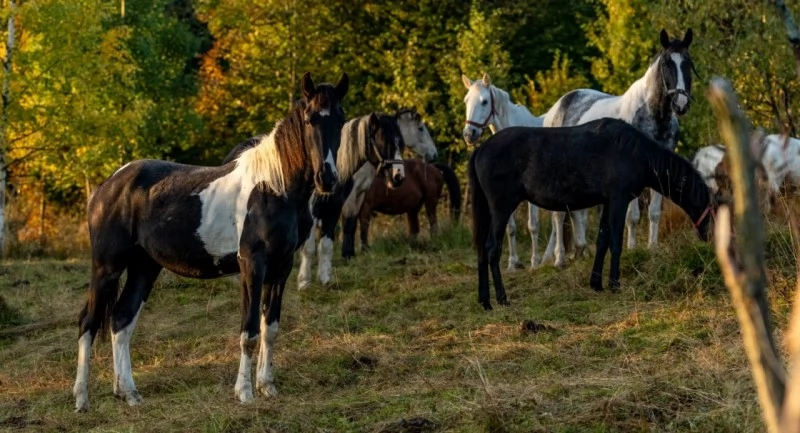 Borșa Cazare | Motel (K1227-54) Imaginea poate fi supusă drepturilor de autor. Se recomandă contactarea titularului drepturilor.