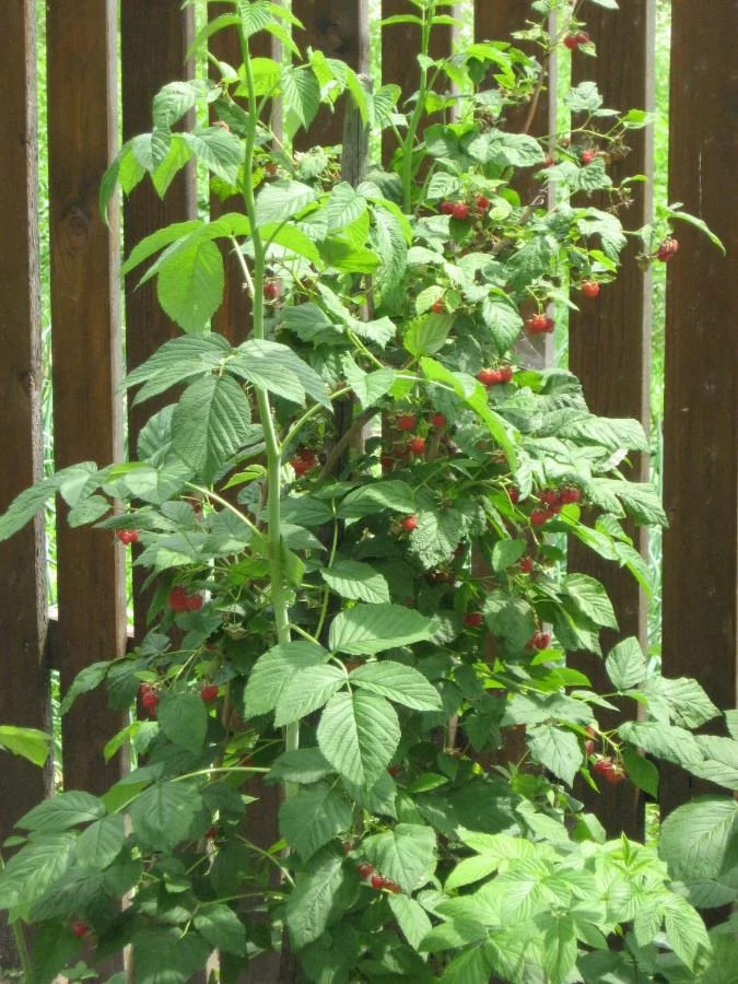 Szászkézd Szállás | Motel (K1485-33) A kép szerzői jogvédelem alatt állhat. Javasolt a kapcsolatfelvétel a jog tulajdonossal.