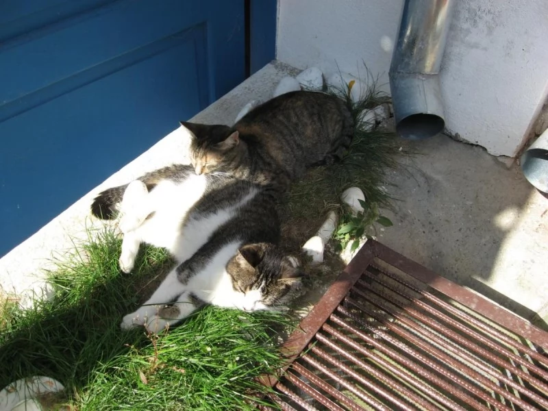 Saschiz Cazare | Motel (K1485-35) Imaginea poate fi supusă drepturilor de autor. Se recomandă contactarea titularului drepturilor.