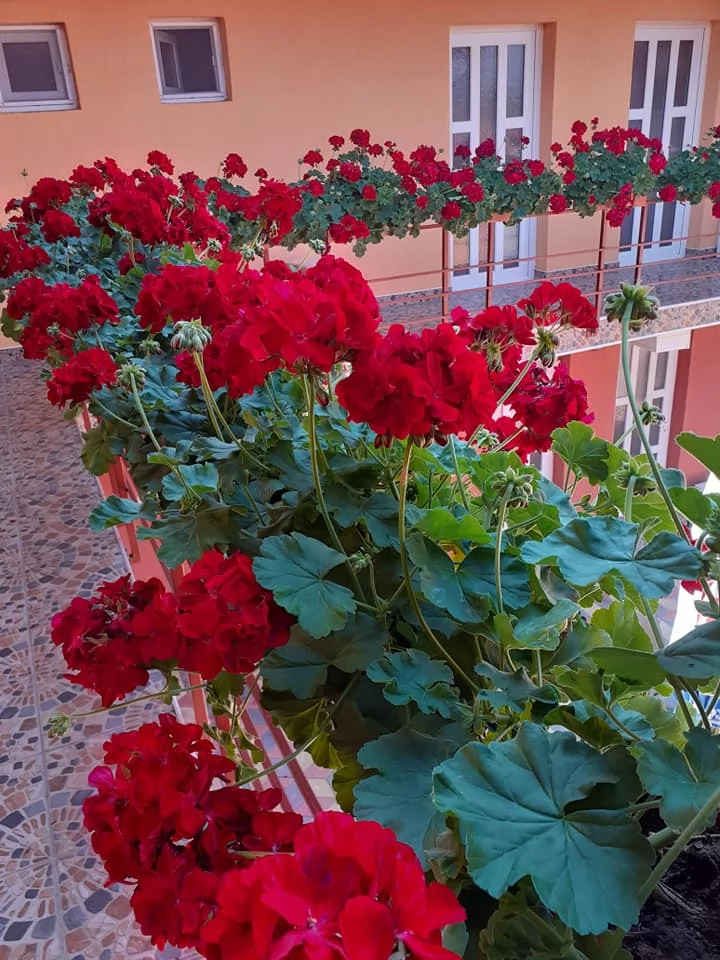 Deva Cazare | Motel (K1475-49) Imaginea poate fi supusă drepturilor de autor. Se recomandă contactarea titularului drepturilor.