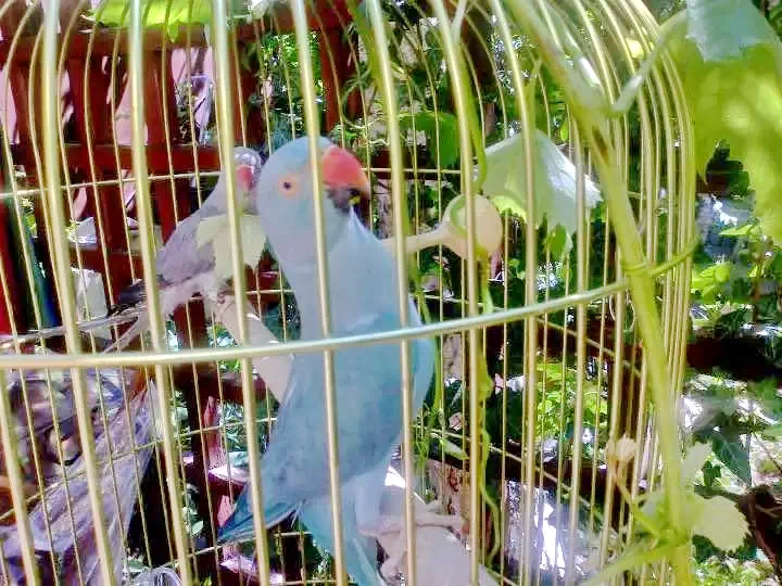 Timișoara Cazare | Pensiune (K0924-25) Imaginea poate fi supusă drepturilor de autor. Se recomandă contactarea titularului drepturilor.