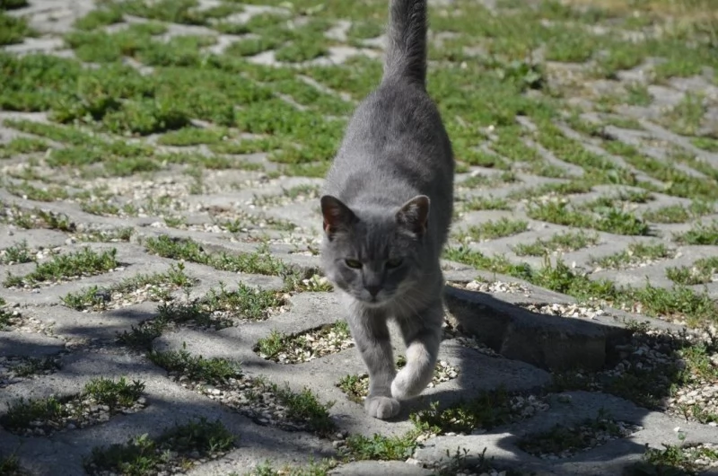 Budapesta Cazare | Motel (K0381-26) Imaginea poate fi supusă drepturilor de autor. Se recomandă contactarea titularului drepturilor.