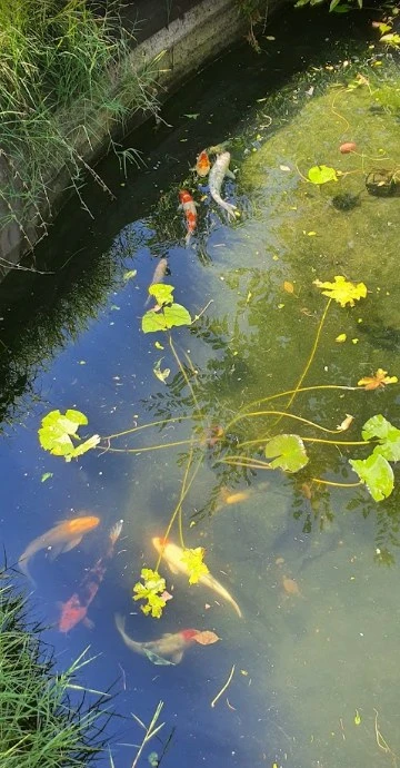 Nagyszeben Szállás | Motel (K0543-46) A kép szerzői jogvédelem alatt állhat. Javasolt a kapcsolatfelvétel a jog tulajdonossal.