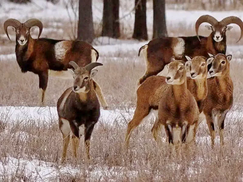 Ivó Szállás | Üdülőfalu (K1283-26) A kép szerzői jogvédelem alatt állhat. Javasolt a kapcsolatfelvétel a jog tulajdonossal.