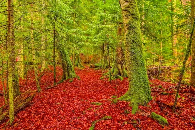 Vama Cazare | Motel (K0077-57) Imaginea poate fi supusă drepturilor de autor. Se recomandă contactarea titularului drepturilor.