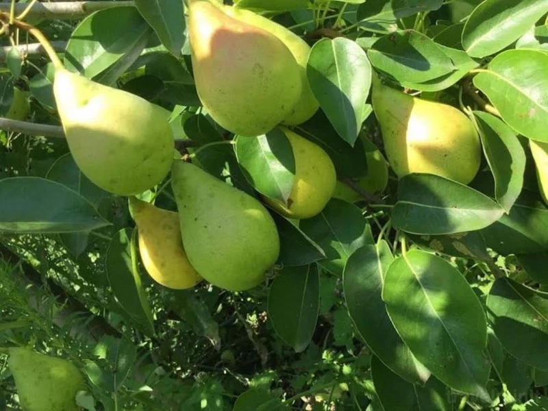 Drobeta-Turnu Severin Cazare | Motel (K0738-42) Imaginea poate fi supusă drepturilor de autor. Se recomandă contactarea titularului drepturilor.