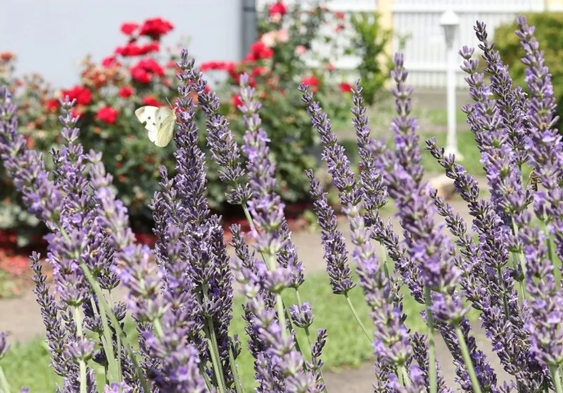 Jula Cazare | Bungalow (K0936-22) Imaginea poate fi supusă drepturilor de autor. Se recomandă contactarea titularului drepturilor.